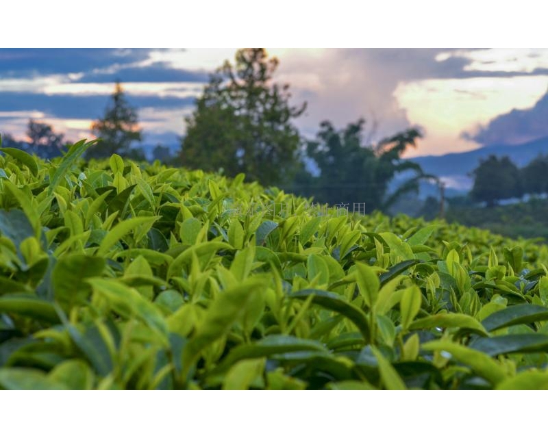 百架植保无人机出口阿联酋